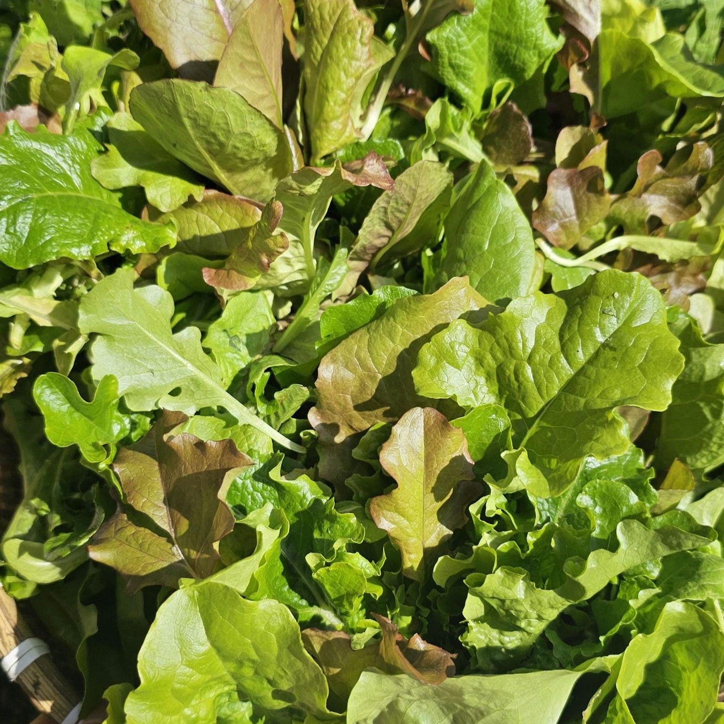Organic Mixed Lettuce Seeds, Heirloom Non-GMO Variety