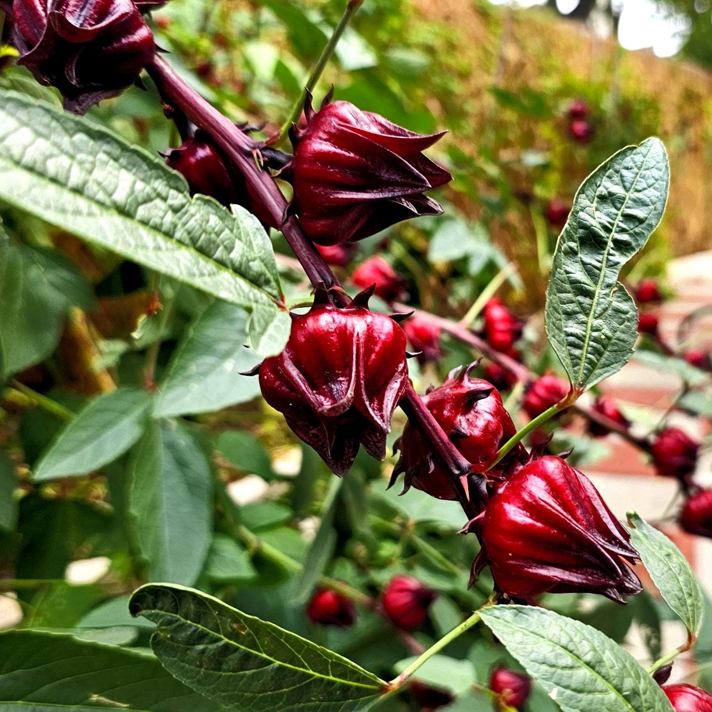 Roselle Hibiscus Seeds | Organic Tropical Tea Plant | Crimson Blooms | Grow Hibiscus Sabdariffa for Herbal Tea & Natural Dye | Non-GMO Seeds