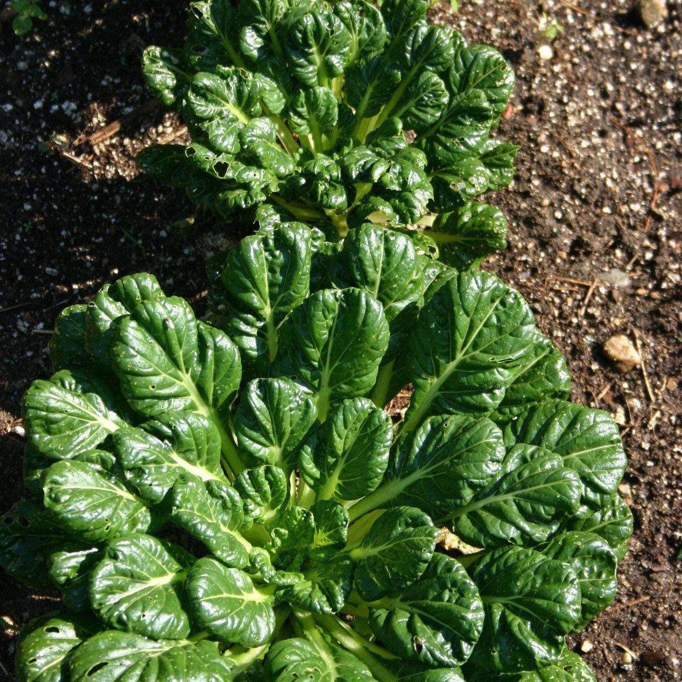 Tatsoi Pak Choi Seeds, Heirloom Bok Choy, Easy Grow
