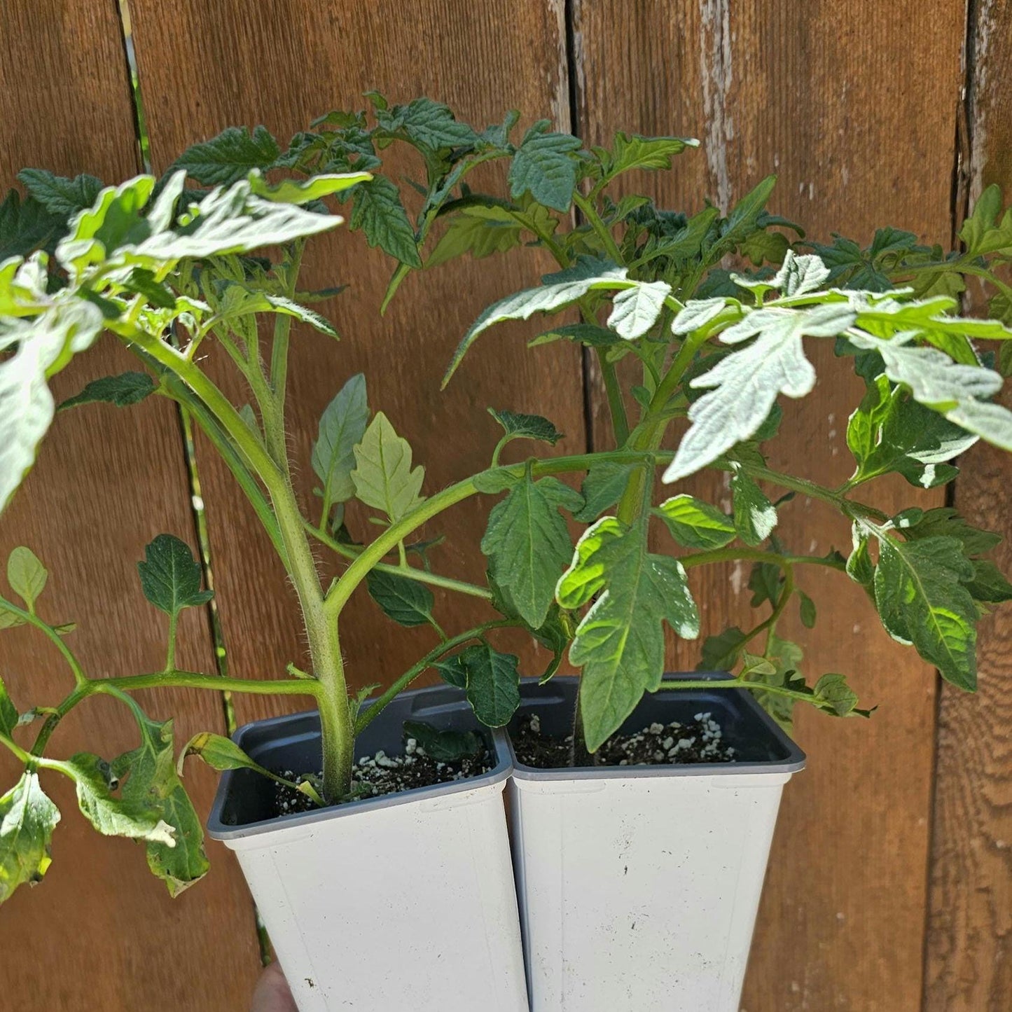 LIVE Tomato Super Sweet 100 Plants – Healthy, Strong, Heat-Tolerant and Productive, Easy to Grow and Maintain, High Yield and Ready To Grow