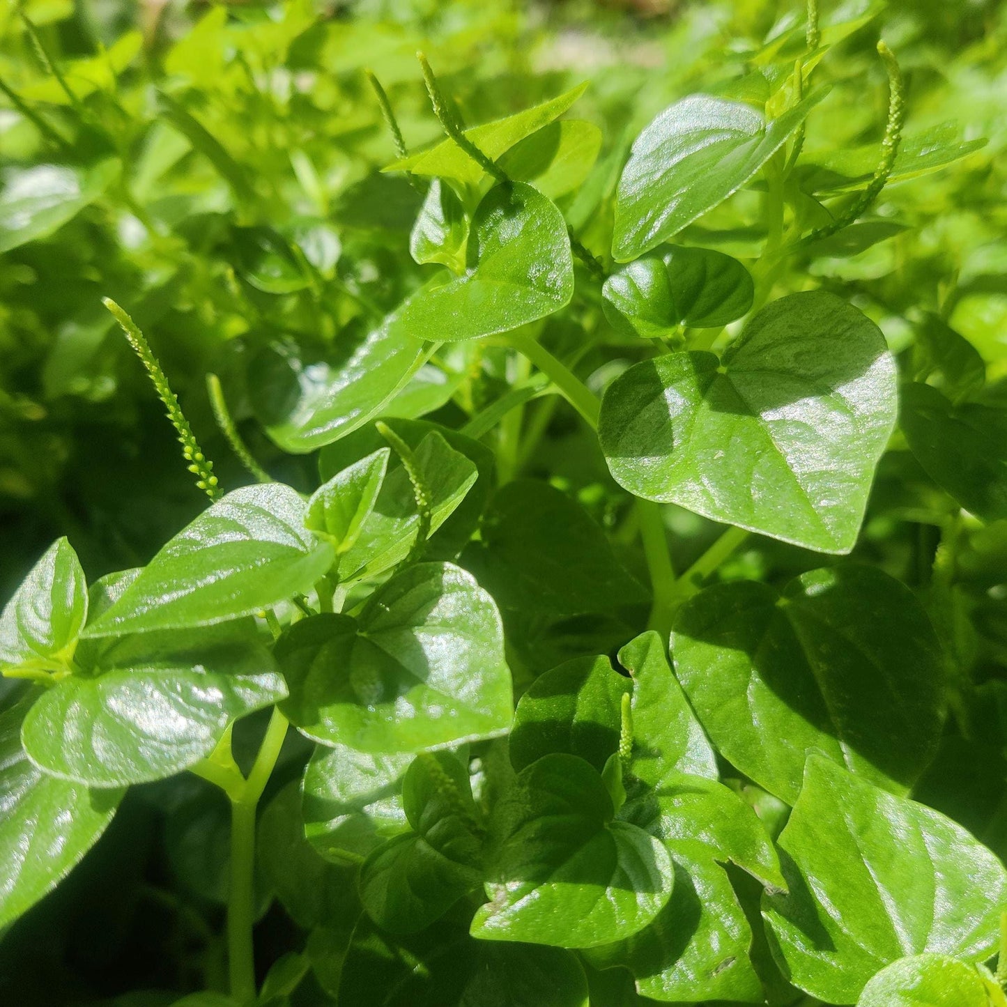Peperomia Pellucida Seeds – Edible Clearweed Salad Herb, Easy-to-Grow