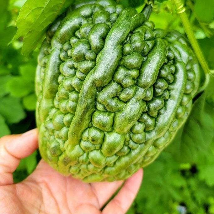 Heart-shaped Bitter Melon Gourd Seeds, Bitter Gourd, Bitter Squash, Kugua, Bitter Cucumber Non-GMO Bitter Melon