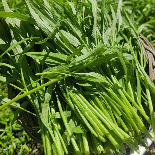Water Spinach Seeds (bulk seeds) - Rau Muong La Tre, Kangkong, Ong Choy Seeds
