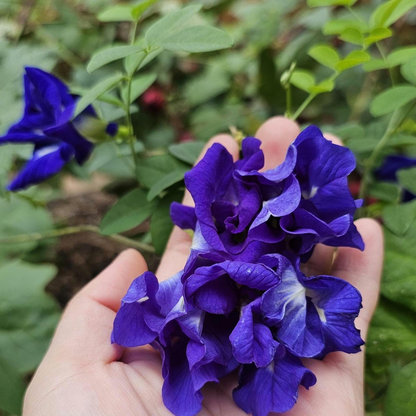 Butterfly Pea Seeds | Clitoria Ternatea | Blue Herbal Tea Plant | Natural Food Coloring | Edible Flowers & Vine | Non-GMO, Easy to Grow