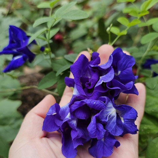 Butterfly Pea Seeds | Clitoria Ternatea | Blue Herbal Tea Plant | Natural Food Coloring | Edible Flowers & Vine | Non-GMO, Easy to Grow