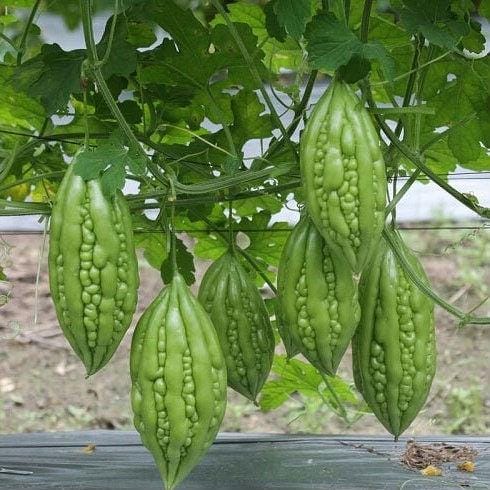 Short Bitter Melon Gourd Seeds, Non-GMO Heirloom