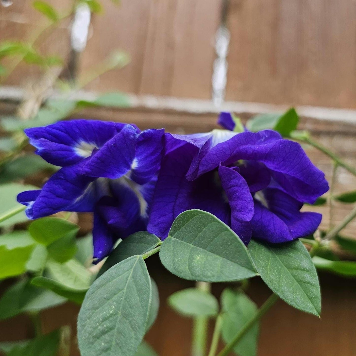 Butterfly Pea Seeds | Clitoria Ternatea | Blue Herbal Tea Plant | Natural Food Coloring | Edible Flowers & Vine | Non-GMO, Easy to Grow