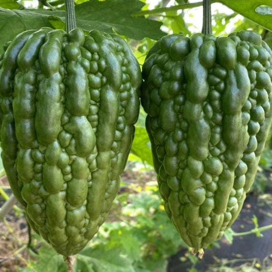 Heart-shaped Bitter Melon Gourd Seeds, Bitter Gourd, Bitter Squash, Kugua, Bitter Cucumber Non-GMO Bitter Melon
