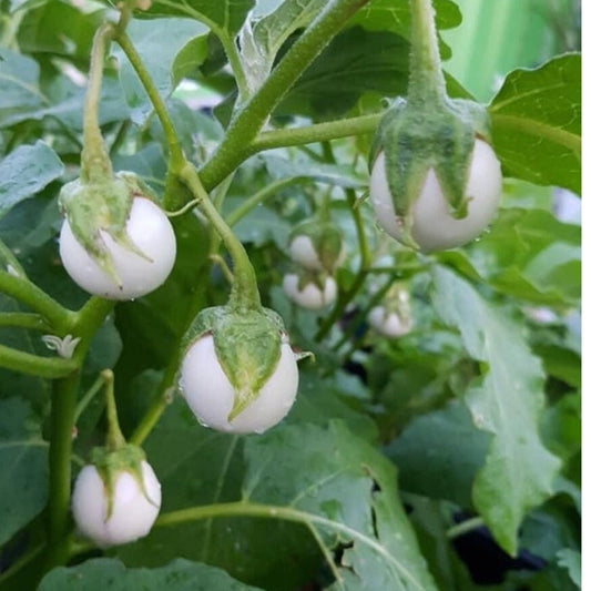White Round Eggplant Seeds, Heirloom Non-GMO