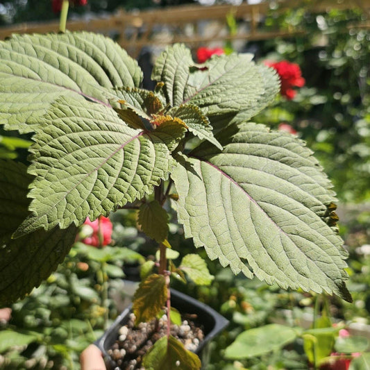 Live Shiso Plant, Beefsteak Herb, Japanese Basil Starts