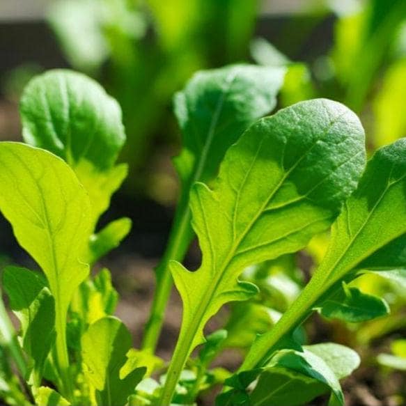 500+ Astro Arugula Seeds – Non-GMO, Fast Growing, Heat Tolerant, Tender Leaves for Salads & Gardens