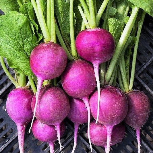 Purple Plum Radish Seeds, Fast Growing Salad Vegetable