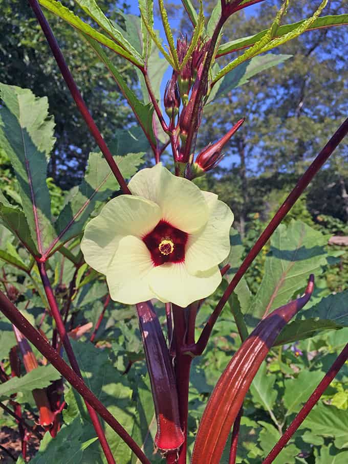Red Burgundy Okra Seeds | Vibrant Color, Tender Pods | Heirloom Non-GMO Okra